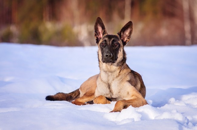 Owczarek belgijski malinois o płowym umaszczeniu z czarną maską