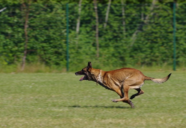 owczarek belgijski malinois