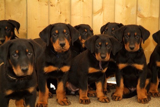 Szczeniaki owczarka francuskiego beauceron
