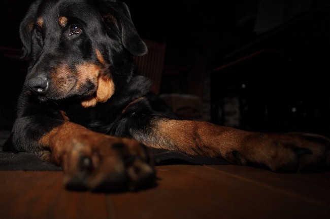 Owczarek francuski beauceron w domu