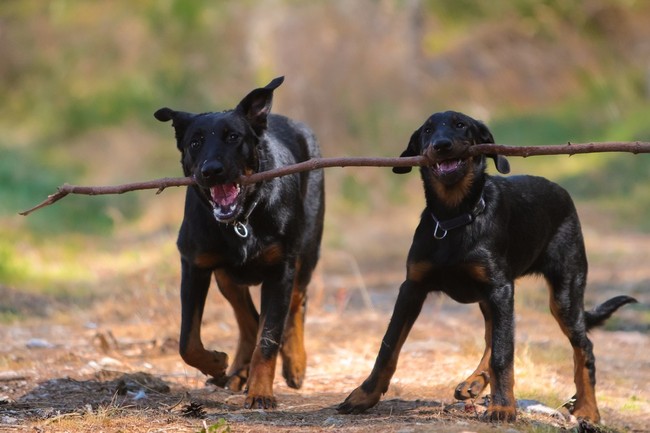 pies rasy beauceron