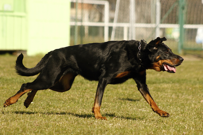 dawna rasa francuskich psów beauceron