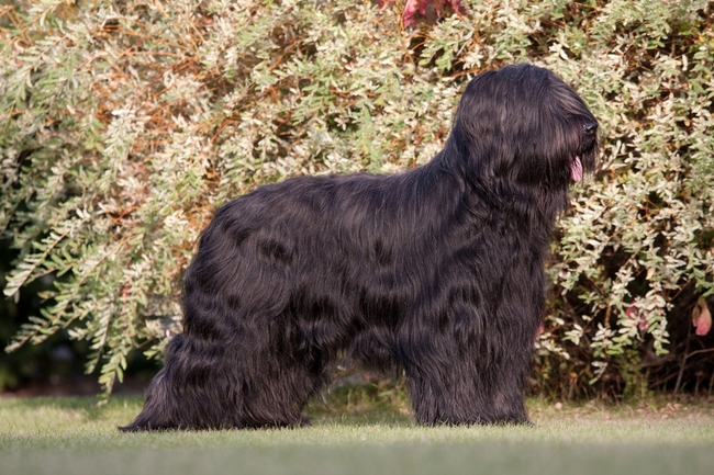 francuski owczarek briard
