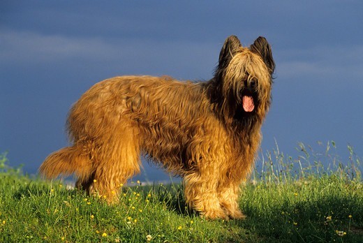Owczarek francuski briard z brodą i brwiami