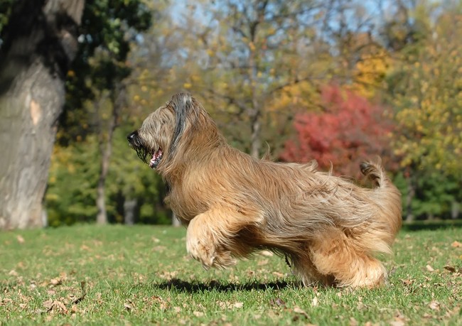 psy długowłose owczarek francuski briard
