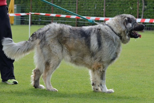 wzrost owczarka kaukaskiego (kaukaza)