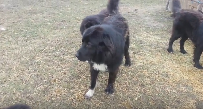 Owczarek rumuński Raven (Romanian raven shepherd dog, Ciobănesc Românesc Corb) Owczarek rumuński Raven (Romanian raven shepherd dog, Ciobănesc Românesc Corb)