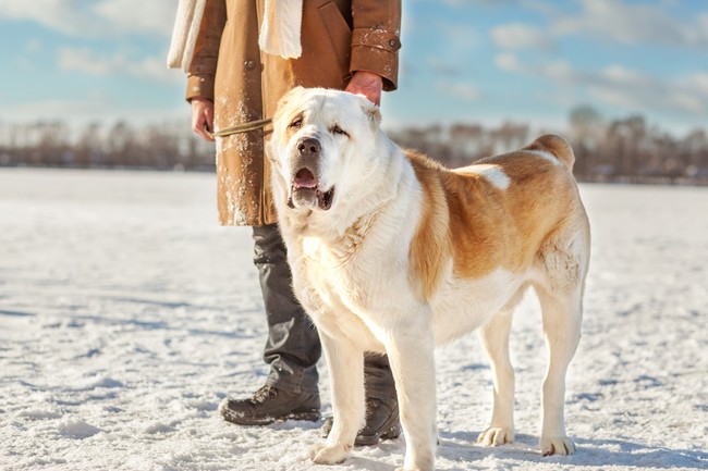 waga owczarka środkowoazjatyckiego (central asian shepherd dog)