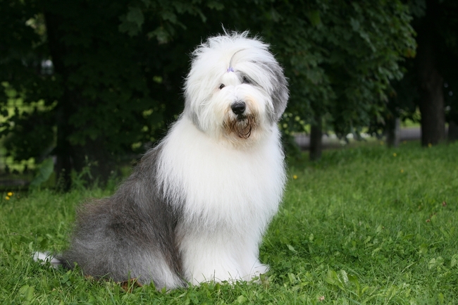 Suczka Bobtail