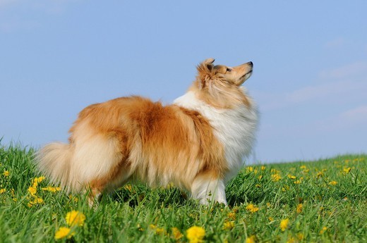 Pies owczarek szetlandzki SHELTIE na kolorowej łące