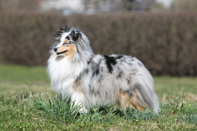 Owczarek szetlandzki sheltie historia owczarka szetlandzkiego sheltie