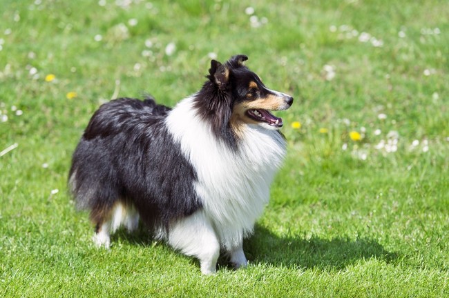 owczarek szetlandzki pies sheltie