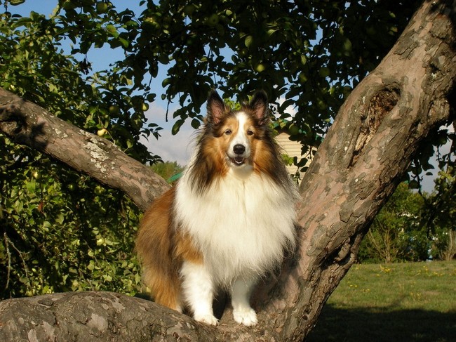 Owczarek szetlandzki sheltie Krótki opis histori rasy Owczarek szetlandzki