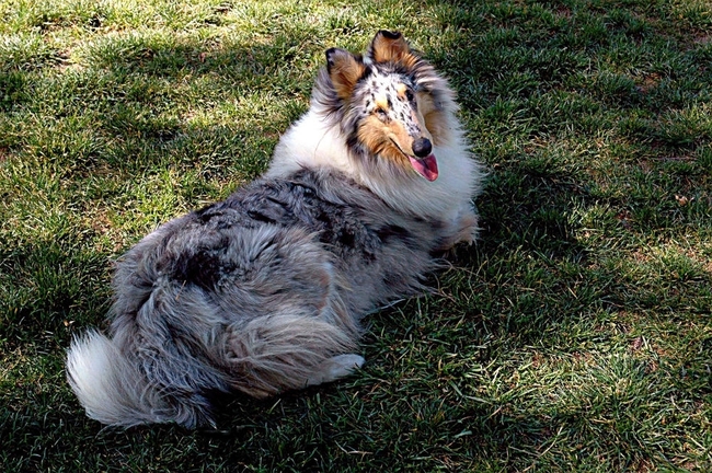 Pies Owczarek szkocki blue merle Pies rasy Owczarek szkocki o umaszczeniu blue merle