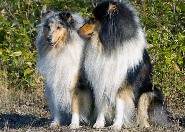 Szczeniak owczarka szkockiego długowłosego collie