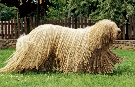 Owczarek węgierski Komondor