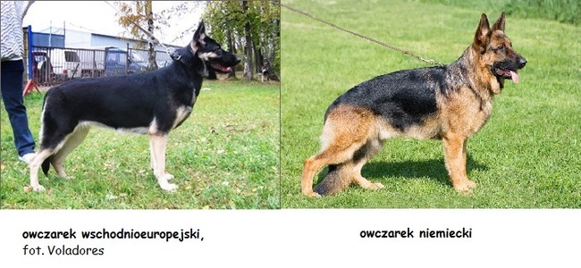 różnice między owczarkiem wschodnioeuropejskim a owczarkiem niemieckim