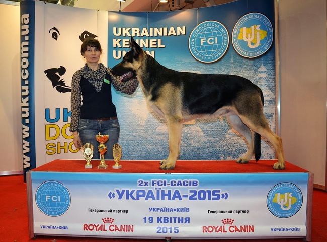 Młodzieżowy Champion Ukrainy owczarek wschodnioeuropejski Stil' Belogor'ya Legendarnyj Voin