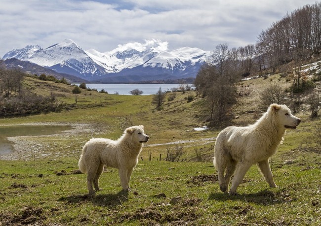 Owczarki Maremma Psy na literę O - Owczarki Maremma