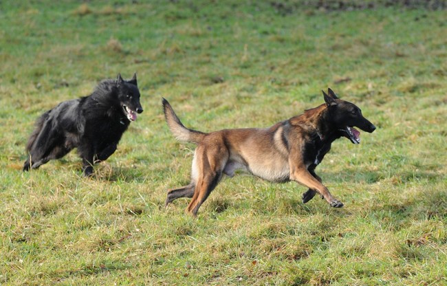 Owczarki belgijskie groenendael i malinois Rasy psów na O Owczarki belgijskie
