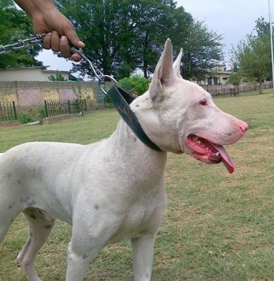 Pies Pakistański Bull Terrier Pies Pakistański bull terrier
