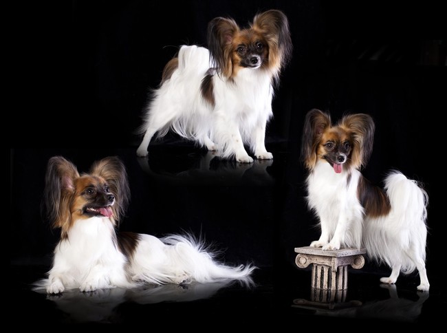 psy długowłose papillon