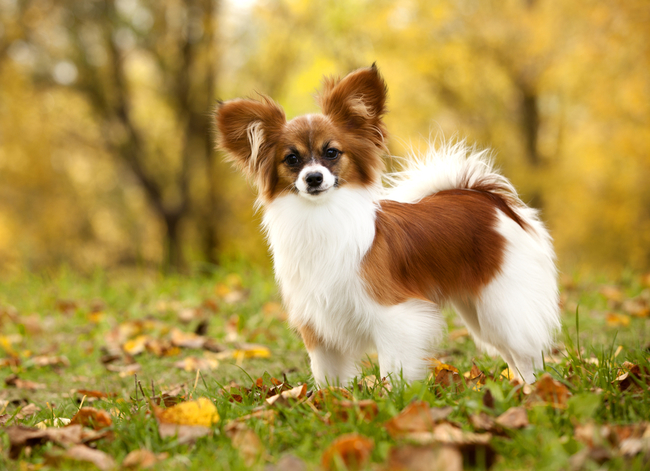 francuskie psy do towarzystwa spaniele miniaturowe papillon