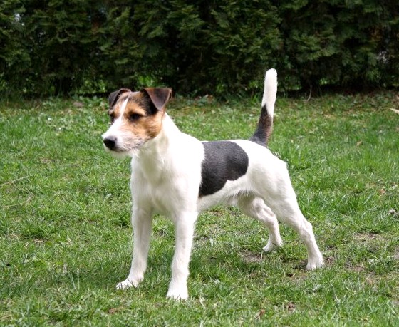 Rasa Parson Russell Terrier