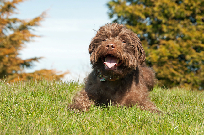 pies rasy patterdale terrier