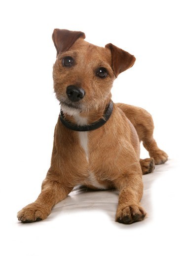 Pies Patterdale Terrier