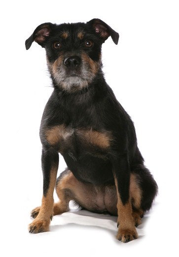 Zdjęcie przedstawiające psa rasy Patterdale Terrier