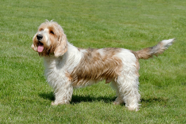 rasa psa z francji Petit basset griffon vendeen