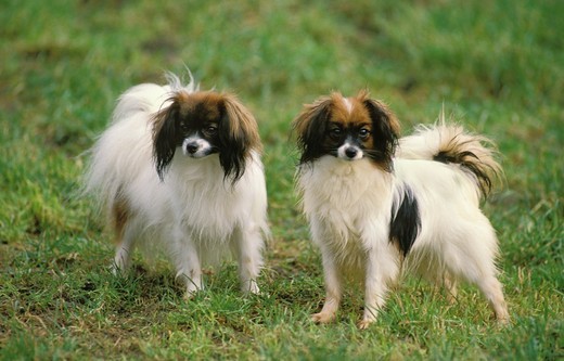 Miniaturowy spaniel kontynentalny phalene z jedwabistą sierścią
