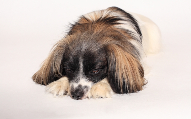 Phalene, miniaturowy spaniel kontynentalny z opadającymi uszami