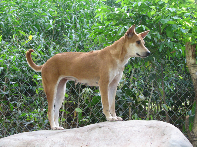 najrzadsze rasy psów na świecie Phu Quoc ridgeback