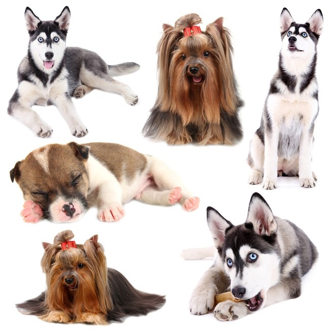Pies domowy - Yorkshire Terrier i Syberian husky Gatunki psa domowego Yorkshire terrier i Syberain husky