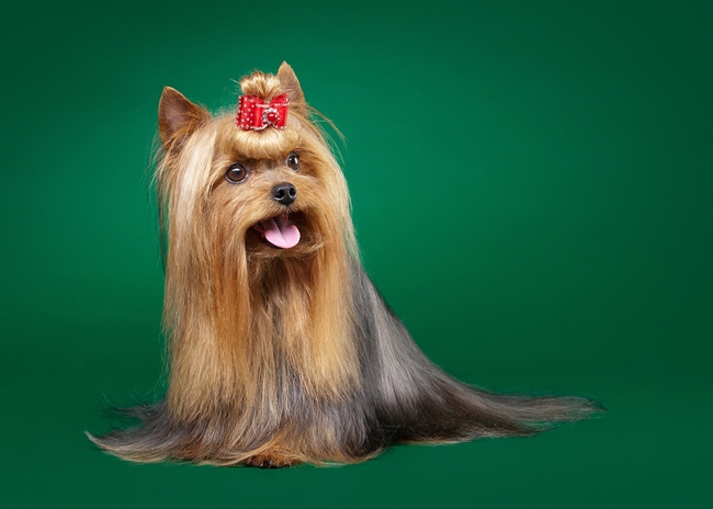 Pięknie wygladający pies rasy Yorkshire Terrier po wyzycie w salonie piekności dla psów