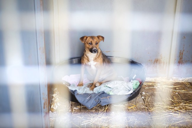 Pies w schronisku czekający na adopcję