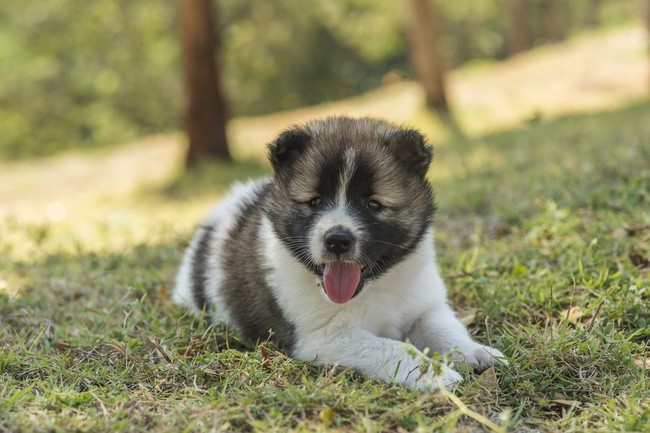 szczeniak Thai Bangkaew Dog