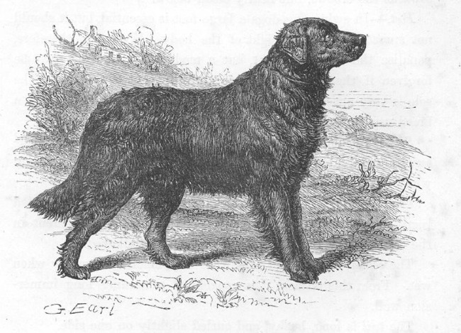 Historia Golden retrievera, Pies z St. Johns