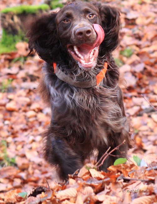 Spaniel niemiecki przy misce po spacerze