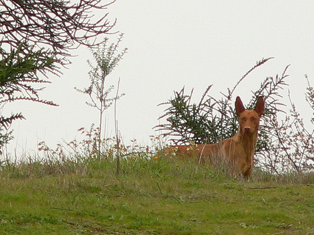Rasa Podenco kanaryjski Podenco kanaryjski na spacerze