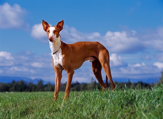 rasa psa podenco z ibizy