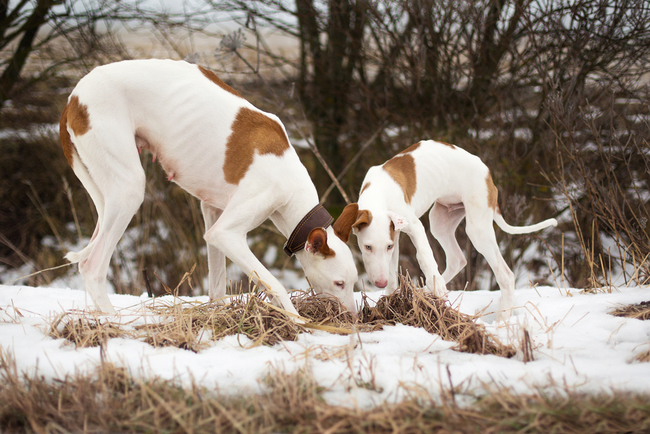 podenco z ibizy suka ze szczeniakiem