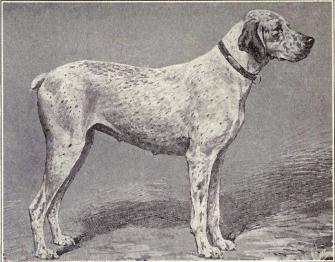 Pointer Bourbonnais z 1915 Pointer Bourbonnais z 1915