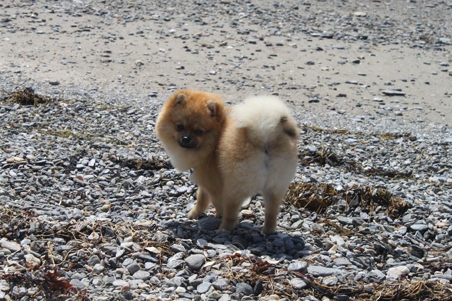 jakie są pomeraniany