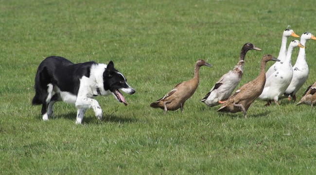 Border collie podczas próby instynktu pasterskiego Próba instynktu pasterskiego