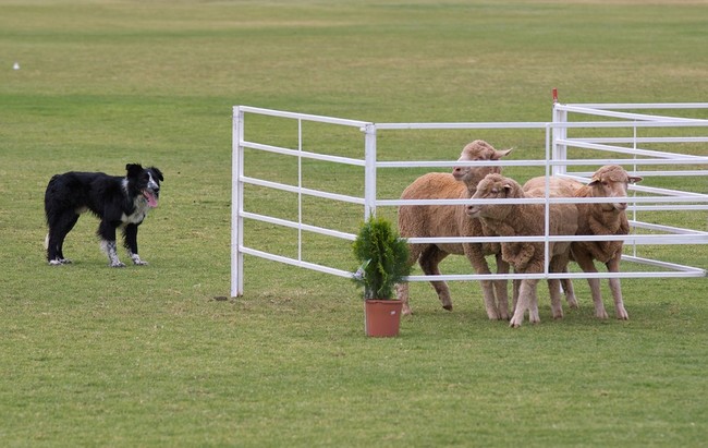 Wykonane zadanie przez psa Boder collie podczas PIP Wykonane zadanie przez psa Boder collie podczas PIP