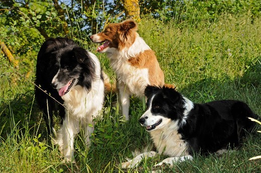 Psy rasy Border Collie