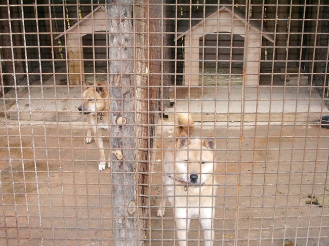 Psy Jindo
